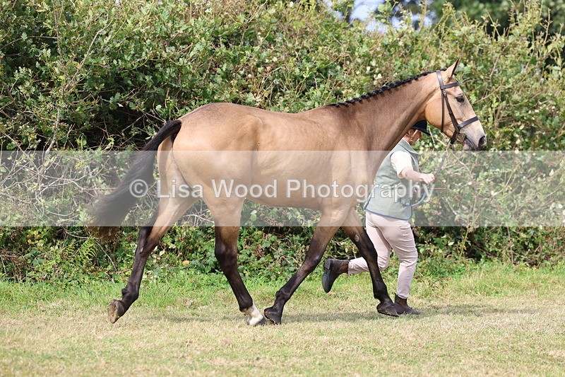 3E7A5494 - Class 20: Sports Horse In Hand