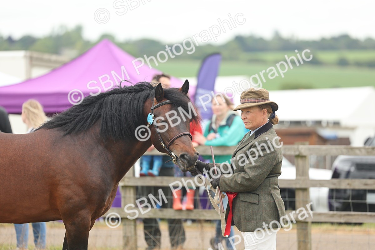 SBM_05078 - Class 50-57 - M&M Welsh Pony In Hand