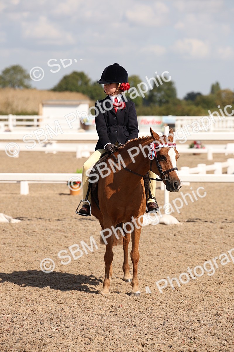 SBM_03022 - Class 17 Prettiest Mare IH or Ridden