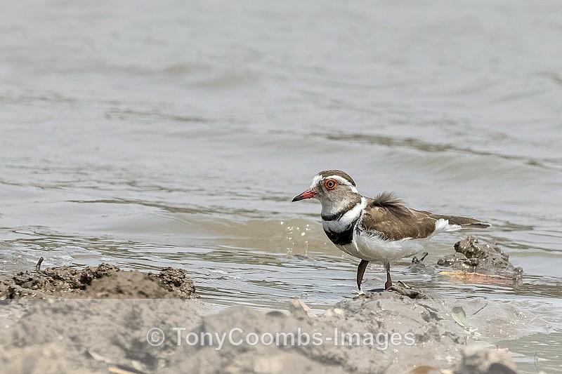 Three-banded Plover - Mana Pools ~ The Birds