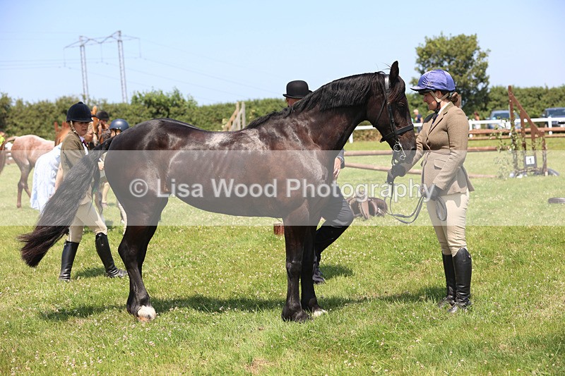 JPP_2895 - Class 21: Working Hunter 60cm