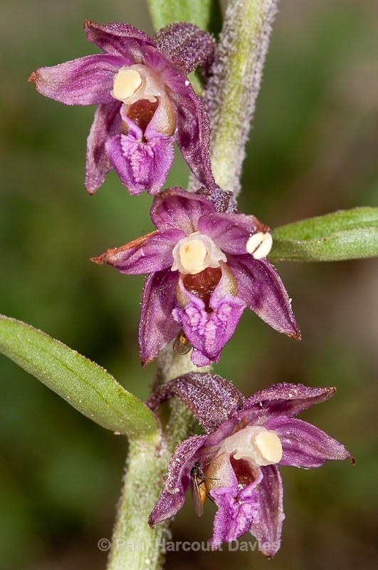  - Orchids - Various