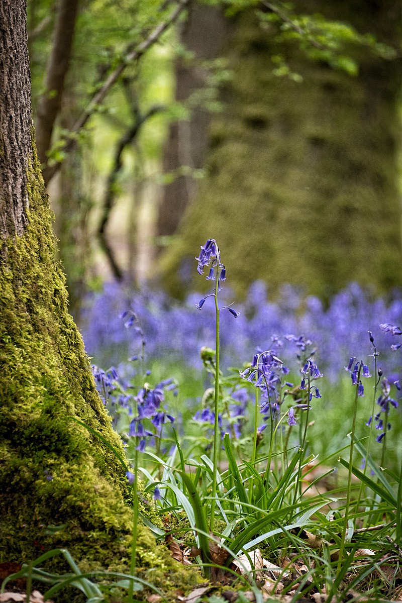  - Flowers