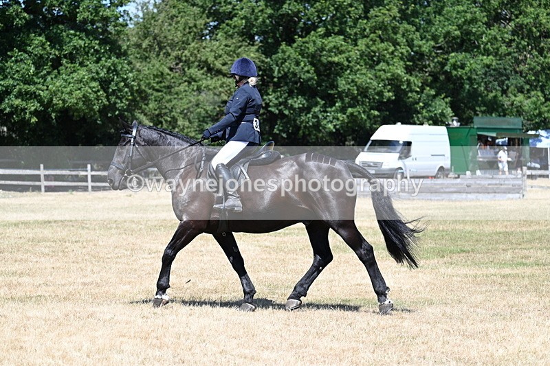 WJ7_2939 - Class 7 Riding Club Show Horse