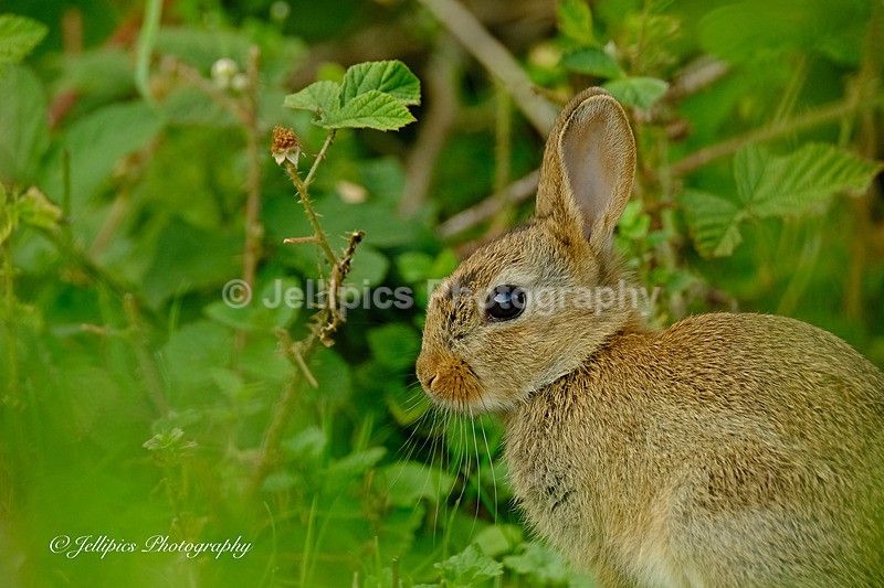  - Wildlife and Nature
