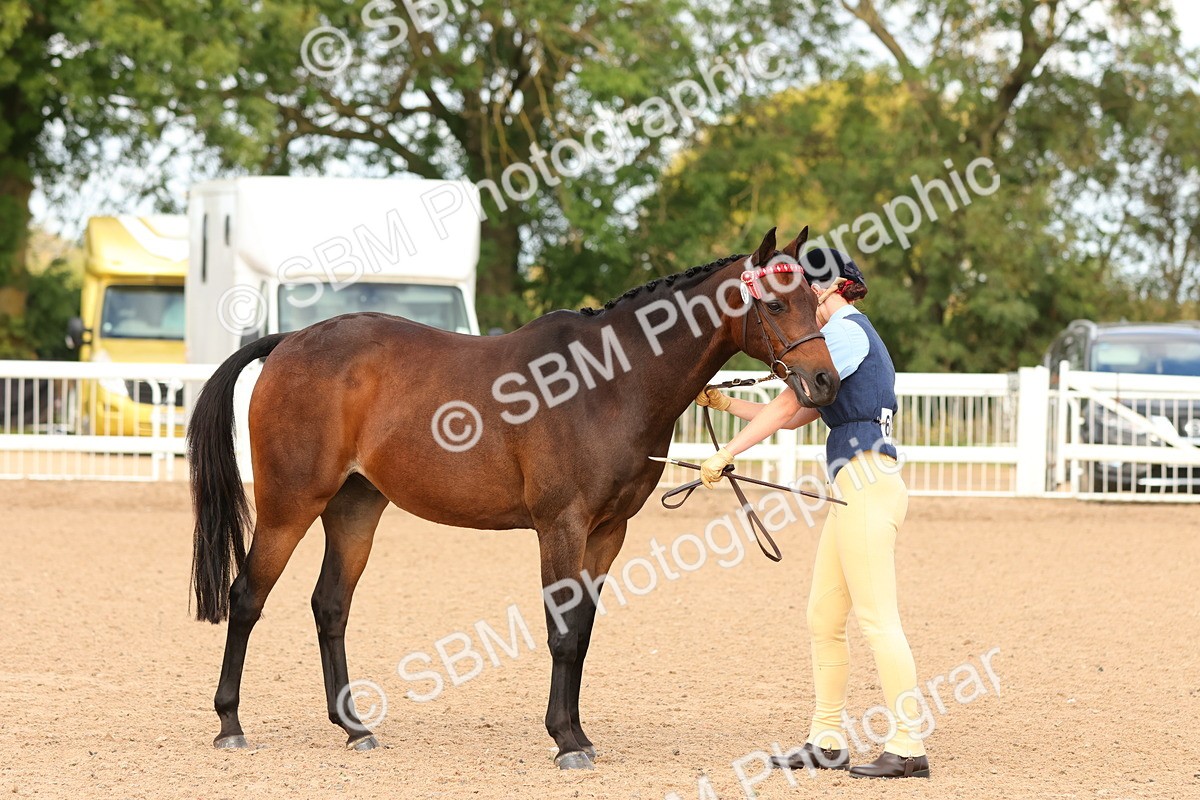 SBM_10181 - Class 205 - IH Show Pony - Show Hunter Pony
