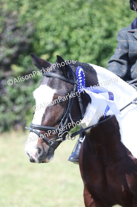 20250831-2556 - Class 16 - Family Pony