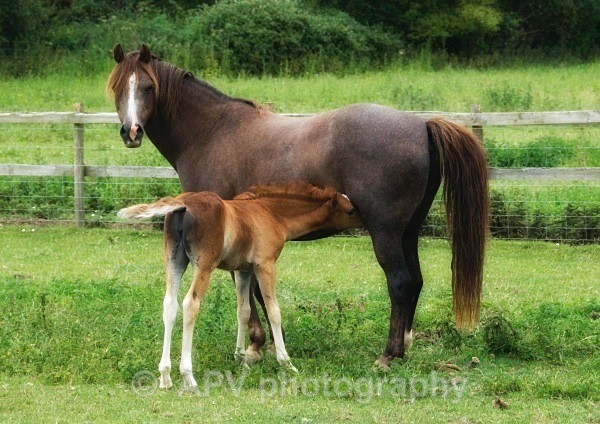  - Horses'n'Ponies