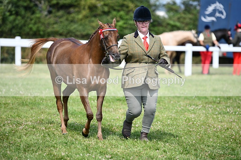 DSC_8331 - Class 68: Part Bred In Hand M & M