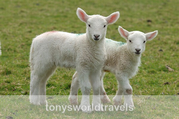 Baby Lambs, Ireland - IRISH FARM ANIMALS