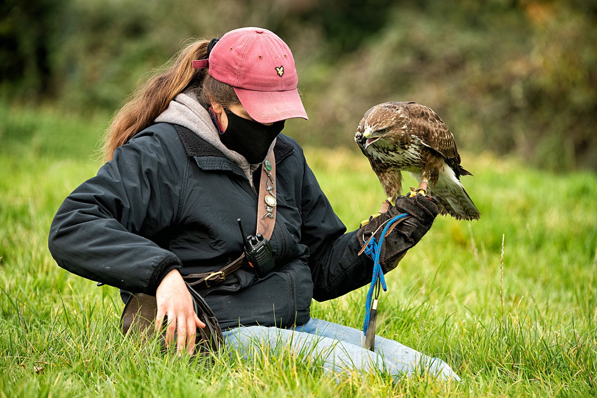  - West of England Falconry