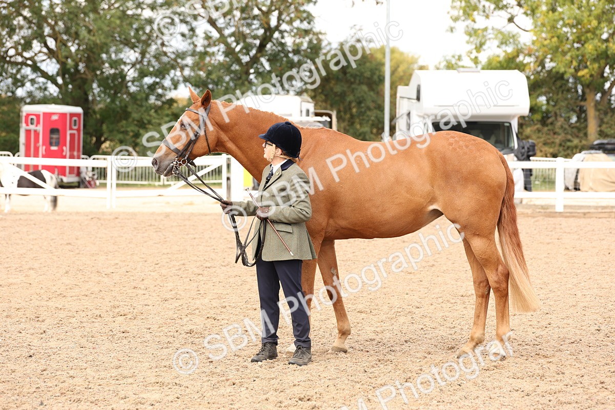 SBM_14642 - Class 208 - IH Veteran Horse