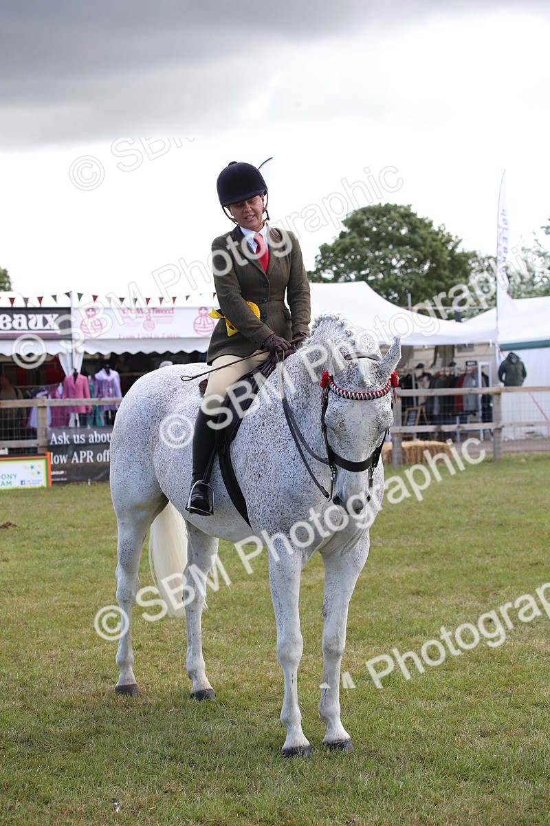 SBM_13277 - Class 95-96 - LIHS BSHA Rising Star Hack Riding Horse