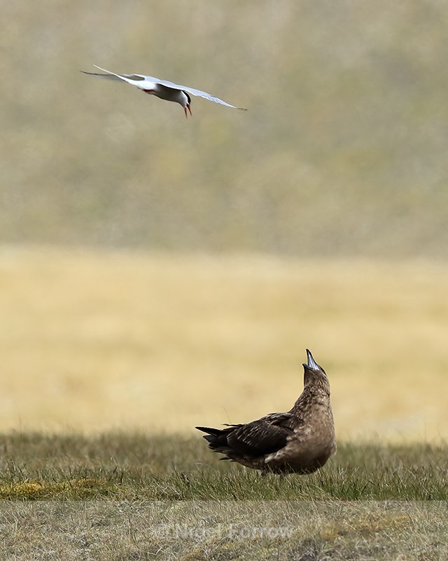 Great Skua buzzed by Tern, Jokulsarlon, Iceland - Great Skua