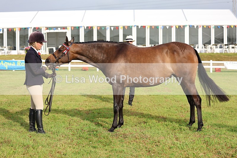 3E7A7873 - Class 1: Rising Star Small Hack/Riding Horses