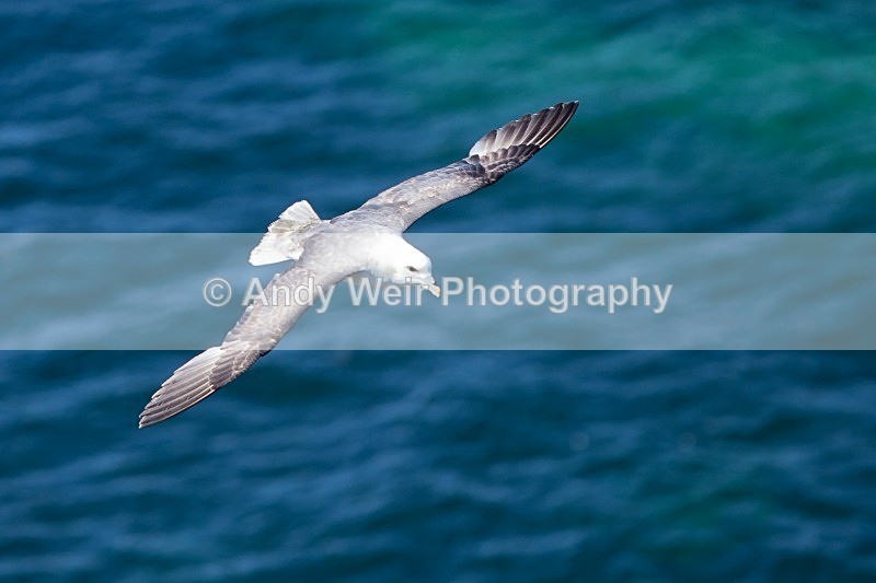 20120531-_MG_0023 - Fulmar