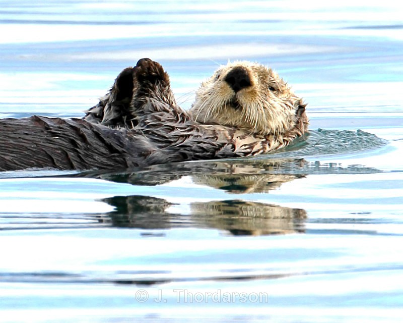  - Sea Otters