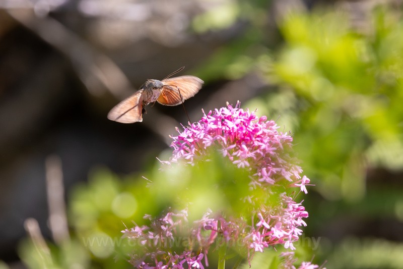 Hummingbird Hawk moth feeding off Red Valerian. - macro and nature.