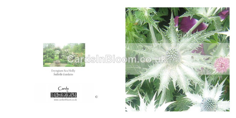 020 Eryngium - FLORAL GREETING CARDS