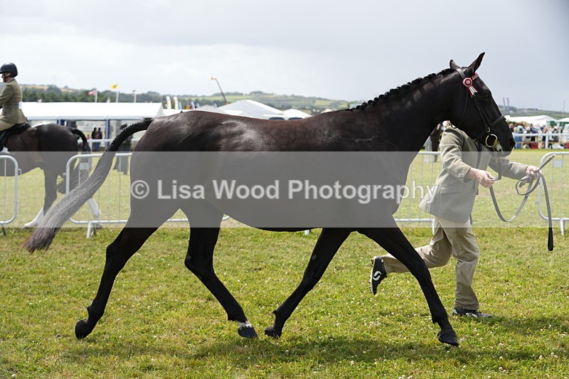 DSC06345 - Class 55: Hunter/Riding Horse/Hack 3 & 4 yr olds