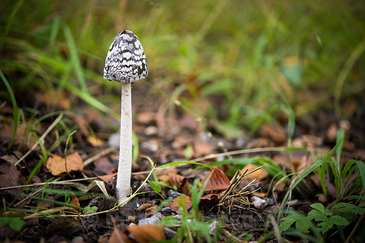  - Funghi
