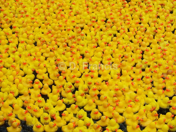 Image 3 - Rubber Duck Races, Paddington