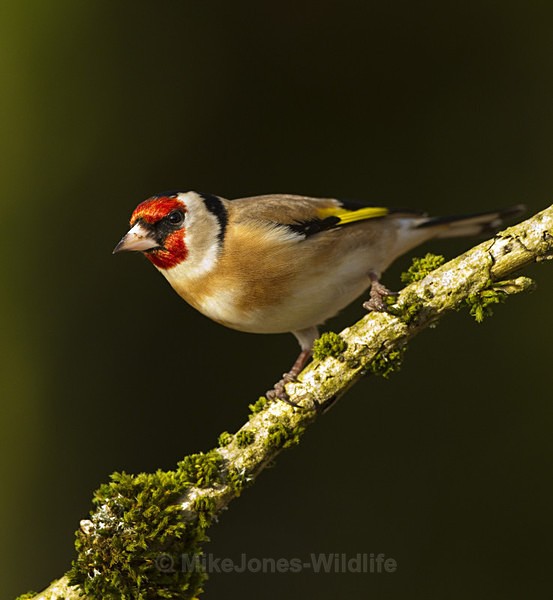 GOLDFINCH REF GOLD 3 - THE GOLDFINCH