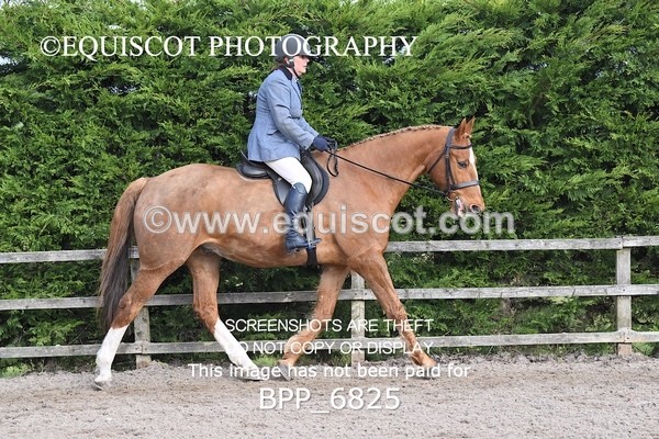 BPP_6825 - RING 1  (RIDDEN HORSES / IN HAND / VETERAN ETC)