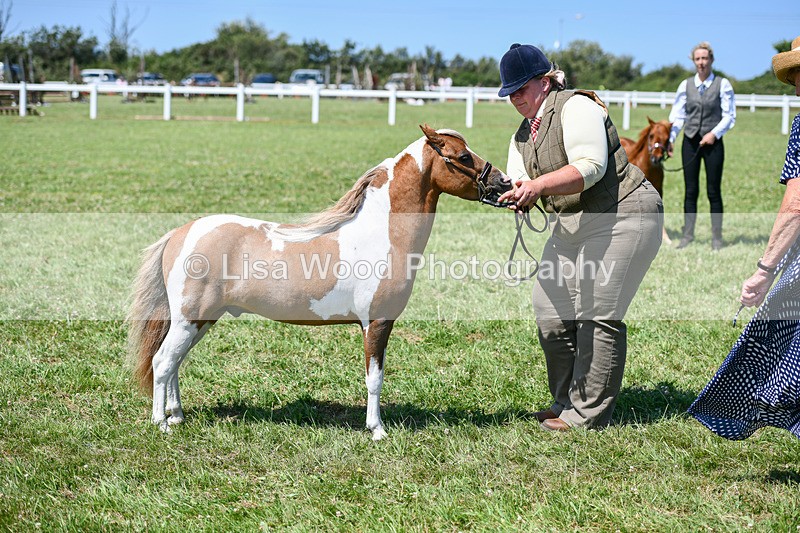 DSC_7148 - Class 61: Miniature Horse 4yrs & over