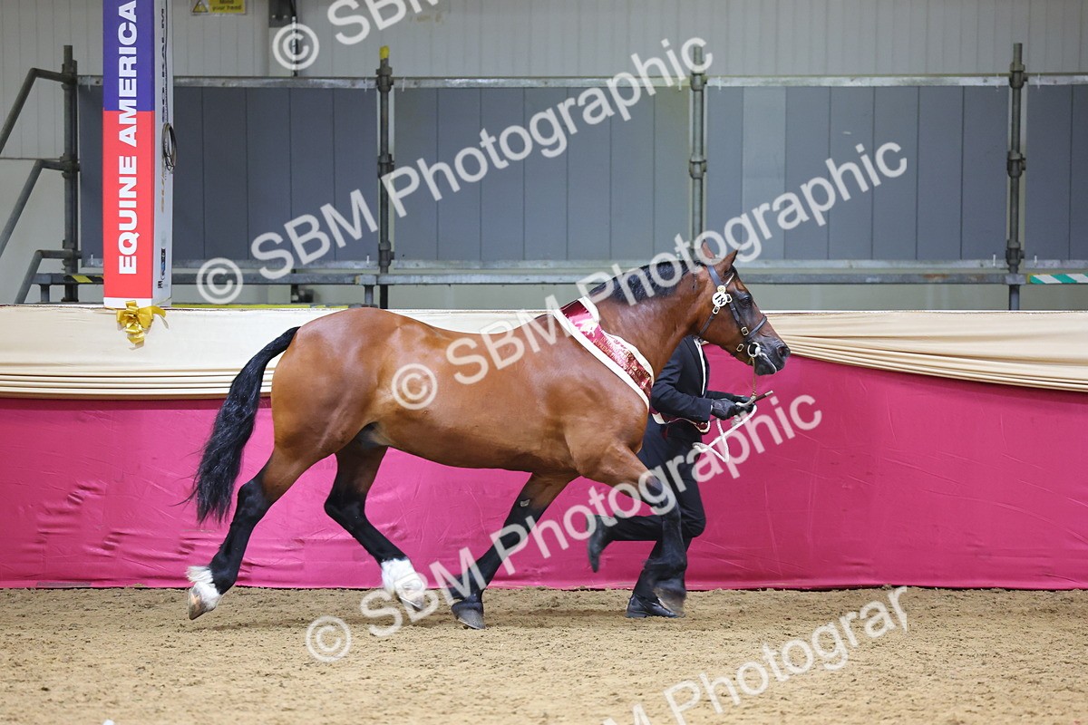 SBM_23037 - Class 903 - Supreme Final - IH Pre Vet