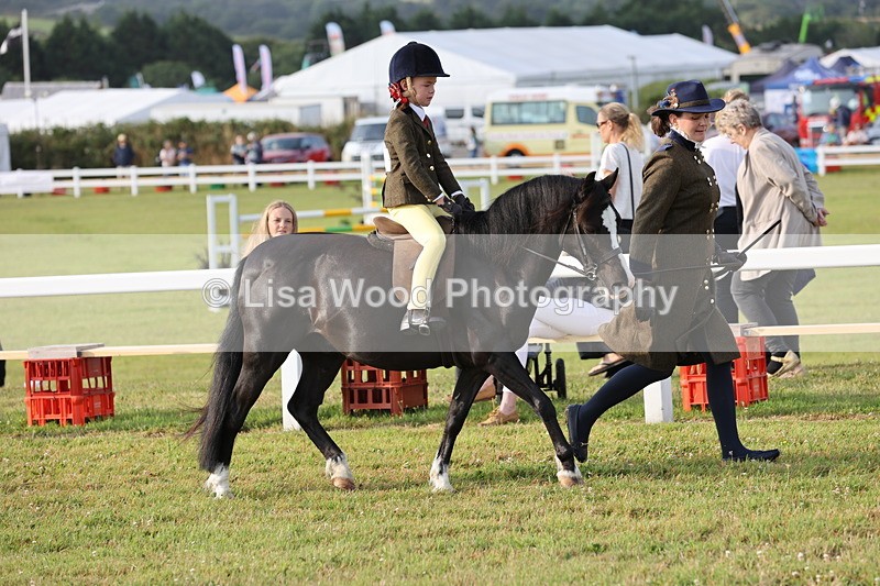 JPP_0188 - Class 14: Cornish Combination Leading Rein