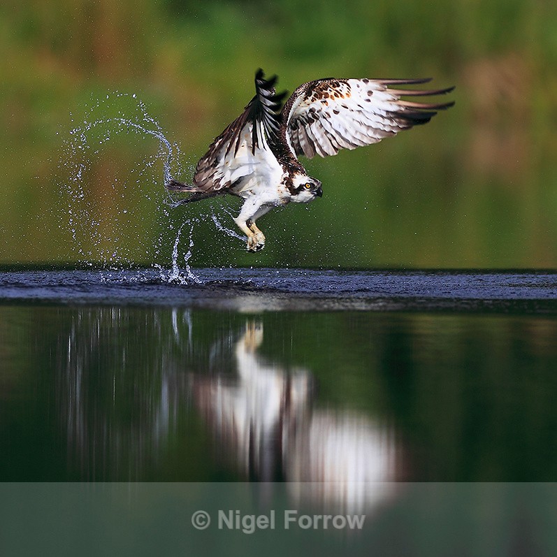 Reflection of an Osprey lifting off out of still water - Osprey