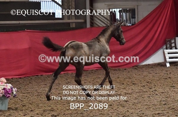 BPP_2089 - AFTERNOON 12.30 - 3.30PM