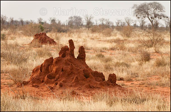 Termite hill - Kenya, Tsavo East