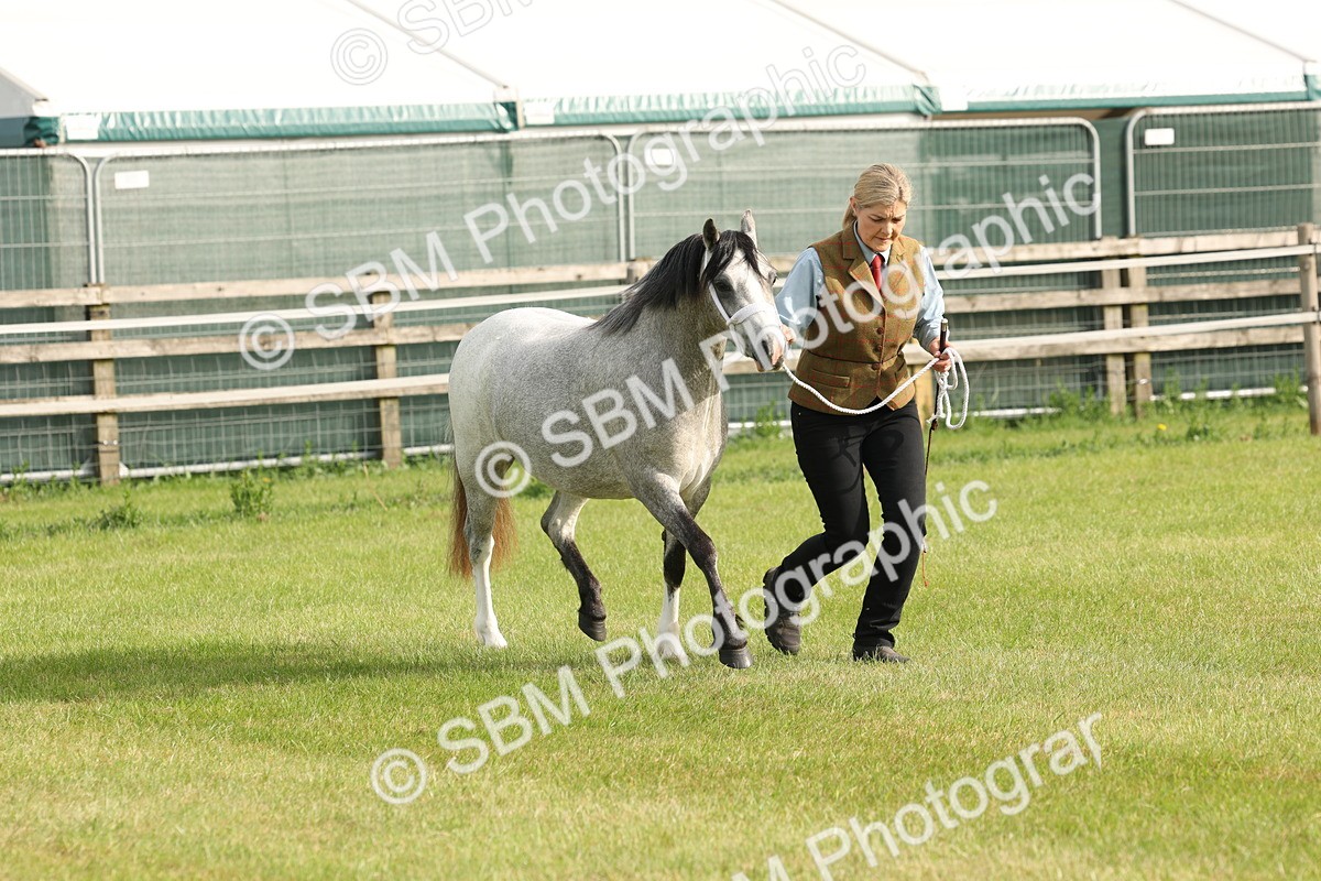 SBM_00424 - Class 6-13 - Mountatin and Moorland In Hand Welsh Breeds