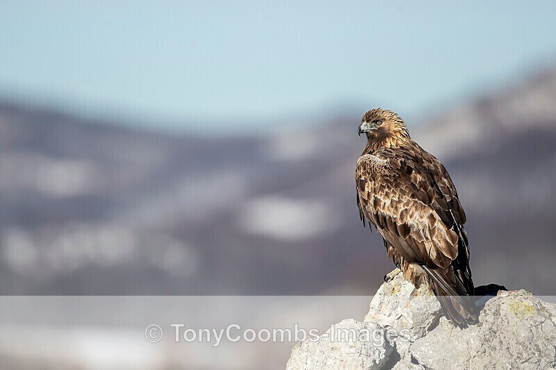 Golden Eagle  1901-18534 - The Mountains