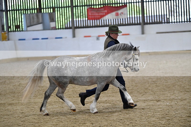 WJ5_5689 - Morning in hand Championship