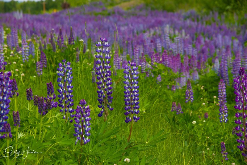 Wild Lupines