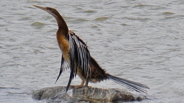 Darter - SA - BIRDS & INSECTS