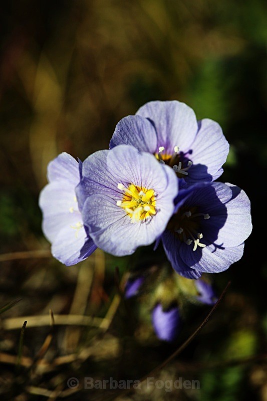 Boreal Jacob's Ladder 2483 - Summer time