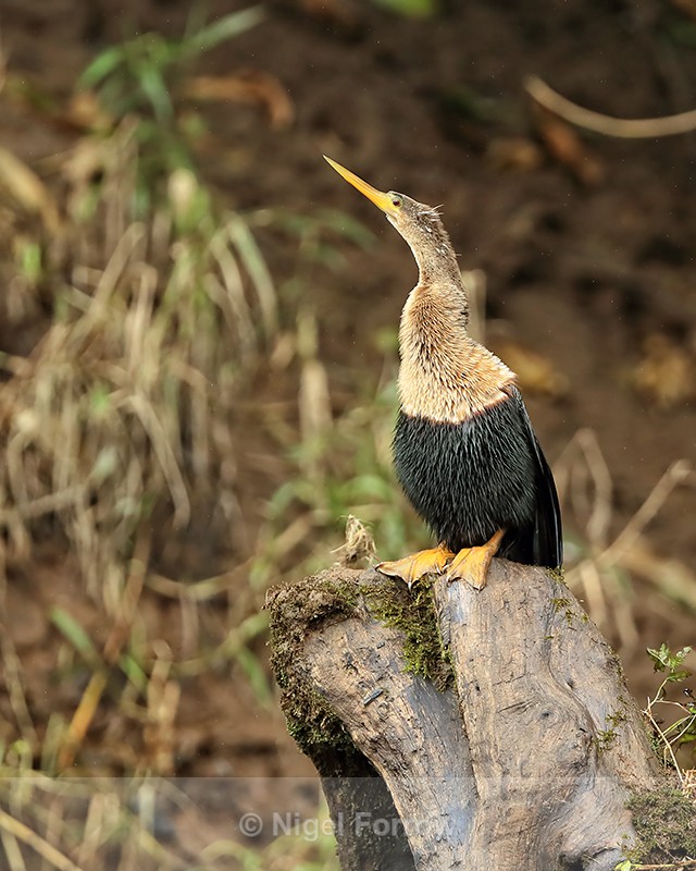 Anhinga (female) perched, Sarapiqui River, Costa Rica - Anhinga
