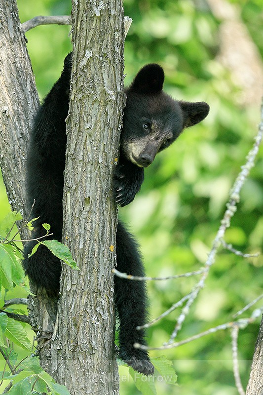 Black Bear cub up tree, Minnesota, USA - American Black Bear