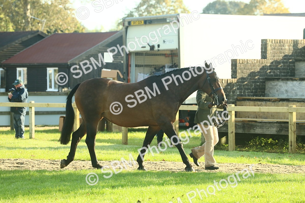 SBM_58523 - S37 - Starters In Hand Showing