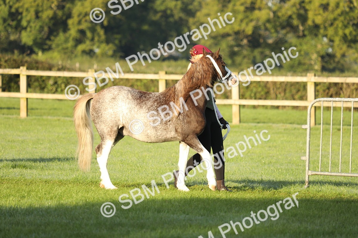 SBM_57904 - S42 - Youngstock