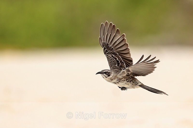 Espanola Mockingbird flying, wings up, Gardner Bay, Galapagos - Espanola Mockingbird