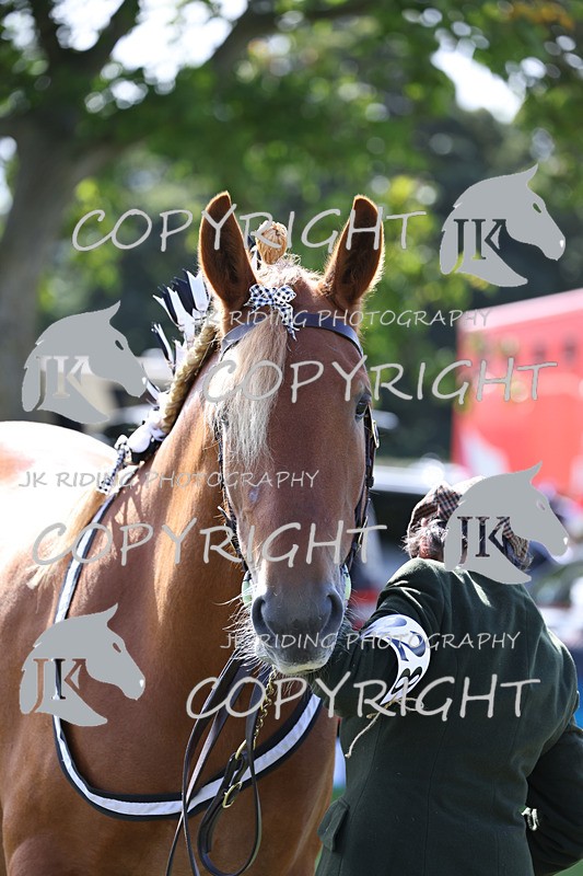 APP_3186 - Class 3 Youngstock