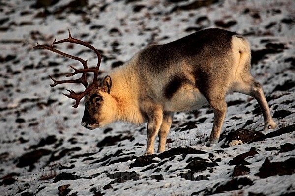 Reindeer 6571a - Wildlife