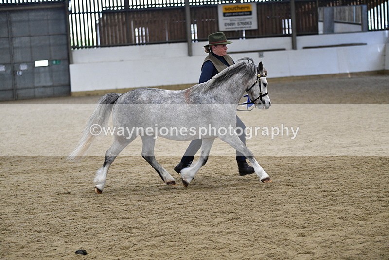 WJ5_5693 - Morning in hand Championship