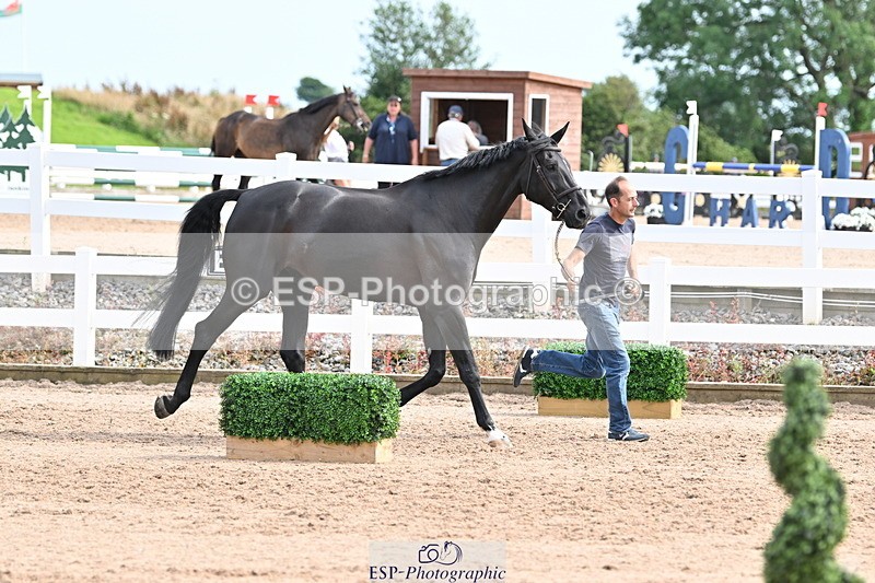 240717A-163626-03441 - Trot Up 4pm to 5pm