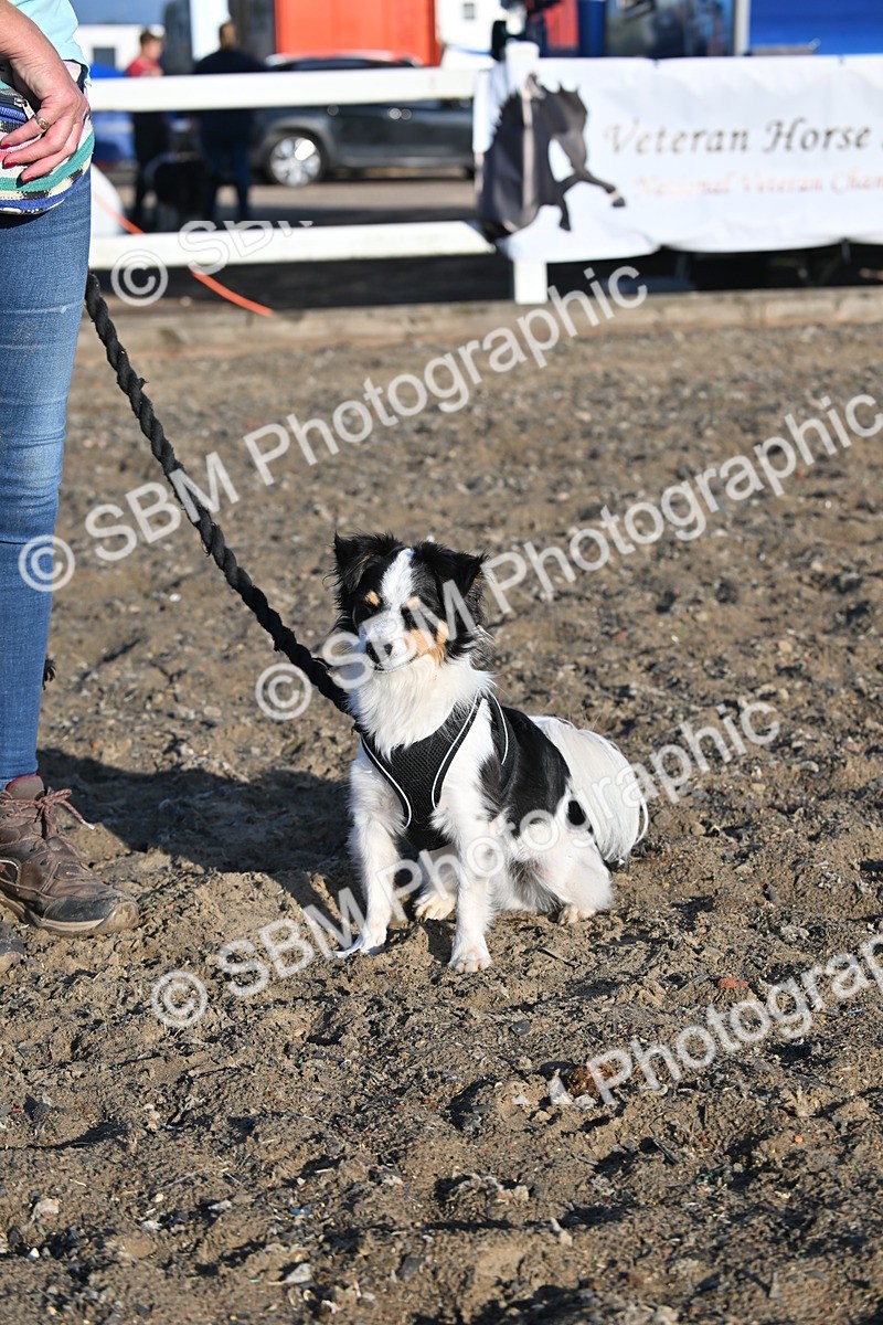 SBM_09380 - Lorry Dogs